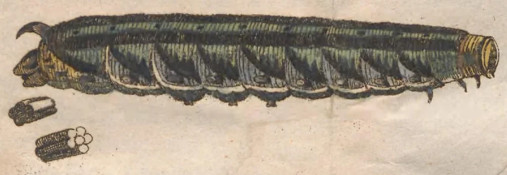 An illustration from Metamorphosis naturalis, ofte historische beschryvinghe van den oirspronck, aerd, eygenschappen ende vreemde veranderinghen der wormen, rupsen, maeden, vliegen, witjens, byen, motten en dierghelijcke dierkens meer; niet uyt eenighe boecken, maer alleenelijck door eygen ervarentheydt uytgevonden, beschreven, ende na de konst afgeteyckent, 1662, leaf 867