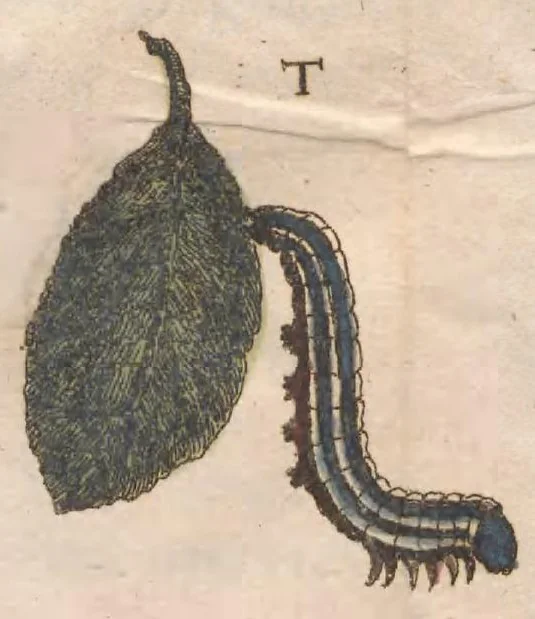 An illustration from Metamorphosis naturalis, ofte historische beschryvinghe van den oirspronck, aerd, eygenschappen ende vreemde veranderinghen der wormen, rupsen, maeden, vliegen, witjens, byen, motten en dierghelijcke dierkens meer; niet uyt eenighe boecken, maer alleenelijck door eygen ervarentheydt uytgevonden, beschreven, ende na de konst afgeteyckent, 1662, leaf 867