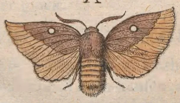 An illustration from Metamorphosis naturalis, ofte historische beschryvinghe van den oirspronck, aerd, eygenschappen ende vreemde veranderinghen der wormen, rupsen, maeden, vliegen, witjens, byen, motten en dierghelijcke dierkens meer; niet uyt eenighe boecken, maer alleenelijck door eygen ervarentheydt uytgevonden, beschreven, ende na de konst afgeteyckent, 1662, leaf 91