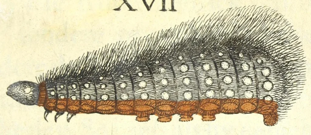 An illustration from Metamorphosis naturalis, ofte Historische beschryvinghe van den oirspronk, aerd, eygenschappen ende vreemde veranderinghen der wormen, rupsen, maeden, vliegen, witjens, byen, motten ende dierghelijcke dierkens meer; niet uyt eenighe boecken, maer alleenelijck door eygen ervarentheyd uytgevonden, beschreven, en na da konst afgeteyckent, 1662, leaf 137