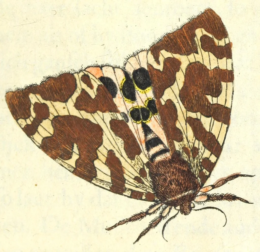 An illustration from Metamorphosis naturalis, ofte Historische beschryvinghe van den oirspronk, aerd, eygenschappen ende vreemde veranderinghen der wormen, rupsen, maeden, vliegen, witjens, byen, motten ende dierghelijcke dierkens meer; niet uyt eenighe boecken, maer alleenelijck door eygen ervarentheyd uytgevonden, beschreven, en na da konst afgeteyckent, 1662, leaf 137