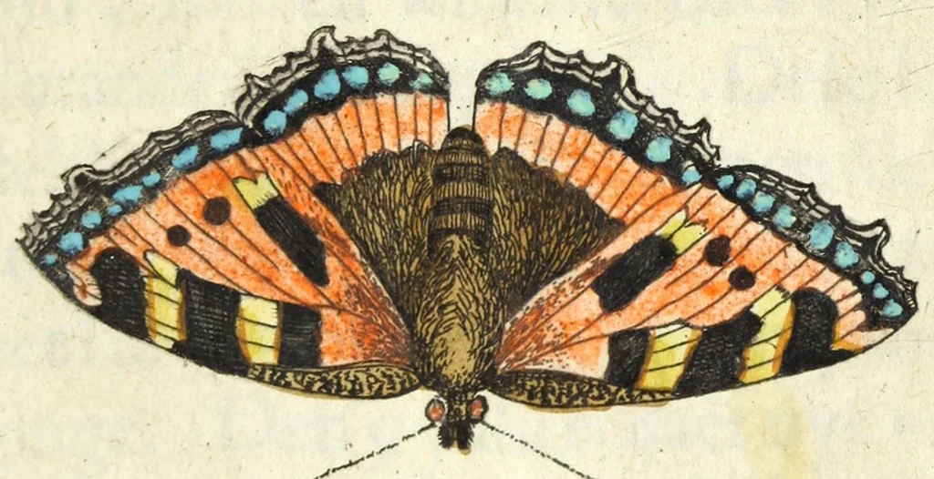 An illustration from Metamorphosis naturalis, ofte Historische beschryvinghe van den oirspronk, aerd, eygenschappen ende vreemde veranderinghen der wormen, rupsen, maeden, vliegen, witjens, byen, motten ende dierghelijcke dierkens meer; niet uyt eenighe boecken, maer alleenelijck door eygen ervarentheyd uytgevonden, beschreven, en na da konst afgeteyckent, 1662, leaf 149