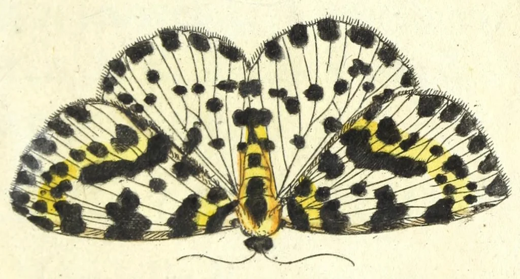 An illustration from Metamorphosis naturalis, ofte Historische beschryvinghe van den oirspronk, aerd, eygenschappen ende vreemde veranderinghen der wormen, rupsen, maeden, vliegen, witjens, byen, motten ende dierghelijcke dierkens meer; niet uyt eenighe boecken, maer alleenelijck door eygen ervarentheyd uytgevonden, beschreven, en na da konst afgeteyckent, 1662, leaf 187