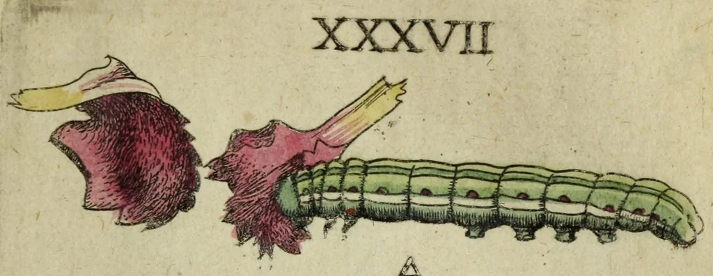An illustration from Metamorphosis naturalis, ofte Historische beschryvinghe van den oirspronk, aerd, eygenschappen ende vreemde veranderinghen der wormen, rupsen, maeden, vliegen, witjens, byen, motten ende dierghelijcke dierkens meer; niet uyt eenighe boecken, maer alleenelijck door eygen ervarentheyd uytgevonden, beschreven, en na da konst afgeteyckent, 1662, leaf 211