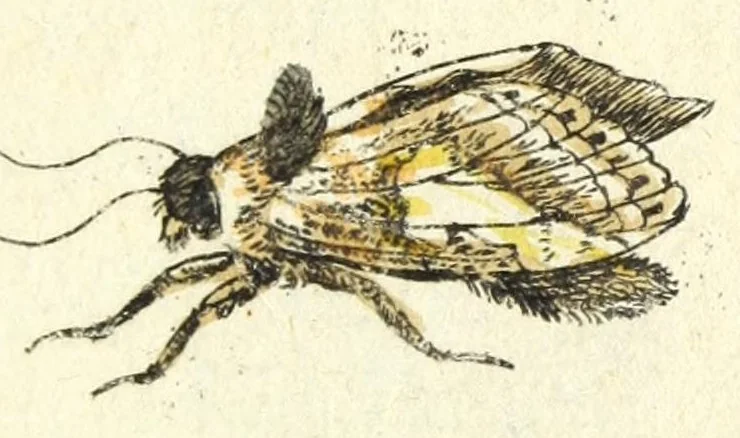 An illustration from Metamorphosis naturalis, ofte Historische beschryvinghe van den oirspronk, aerd, eygenschappen ende vreemde veranderinghen der wormen, rupsen, maeden, vliegen, witjens, byen, motten ende dierghelijcke dierkens meer; niet uyt eenighe boecken, maer alleenelijck door eygen ervarentheyd uytgevonden, beschreven, en na da konst afgeteyckent, 1662, leaf 281