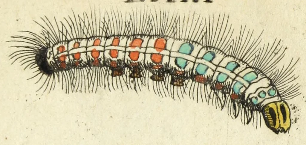 An illustration from Metamorphosis naturalis, ofte Historische beschryvinghe van den oirspronk, aerd, eygenschappen ende vreemde veranderinghen der wormen, rupsen, maeden, vliegen, witjens, byen, motten ende dierghelijcke dierkens meer; niet uyt eenighe boecken, maer alleenelijck door eygen ervarentheyd uytgevonden, beschreven, en na da konst afgeteyckent, 1662, leaf 287