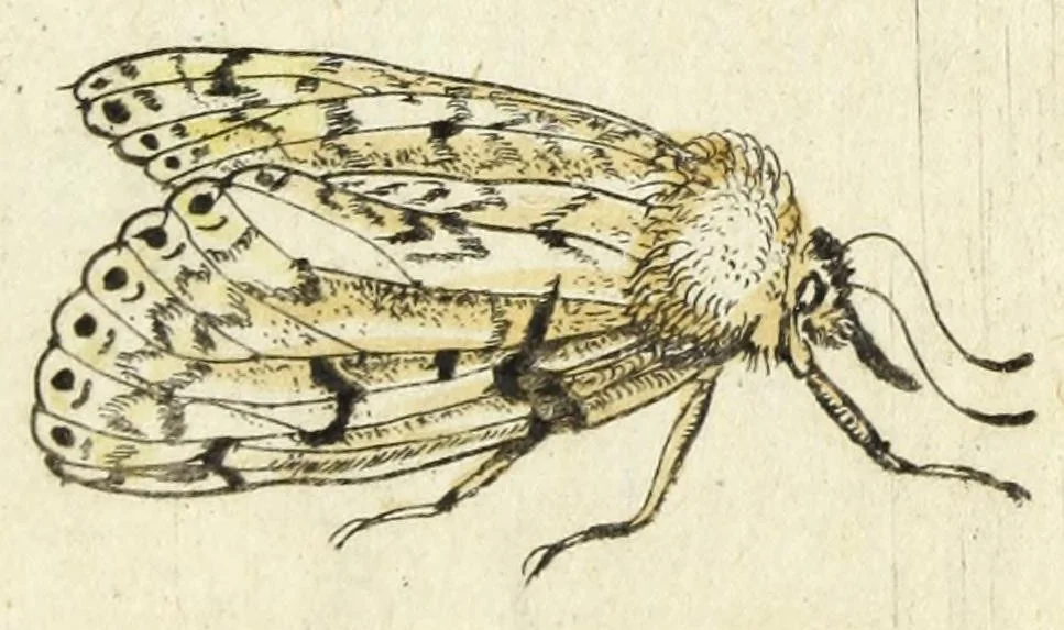 An illustration from Metamorphosis naturalis, ofte Historische beschryvinghe van den oirspronk, aerd, eygenschappen ende vreemde veranderinghen der wormen, rupsen, maeden, vliegen, witjens, byen, motten ende dierghelijcke dierkens meer; niet uyt eenighe boecken, maer alleenelijck door eygen ervarentheyd uytgevonden, beschreven, en na da konst afgeteyckent, 1662, leaf 287