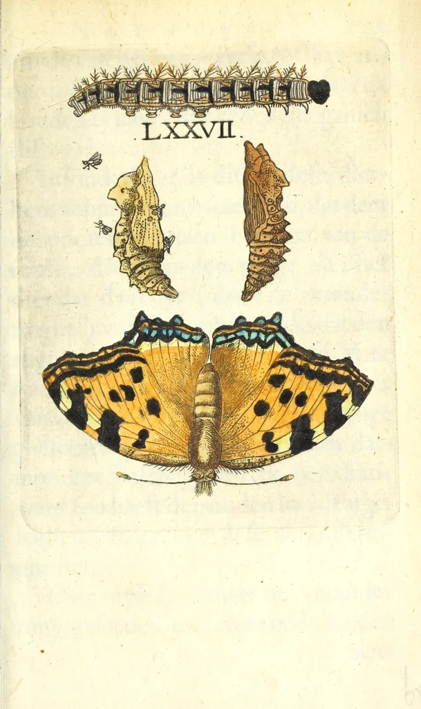 An illustration from Metamorphosis naturalis, ofte Historische beschryvinghe van den oirspronk, aerd, eygenschappen ende vreemde veranderinghen der wormen, rupsen, maeden, vliegen, witjens, byen, motten ende dierghelijcke dierkens meer; niet uyt eenighe boecken, maer alleenelijck door eygen ervarentheyd uytgevonden, beschreven, en na da konst afgeteyckent, 1662, leaf 341