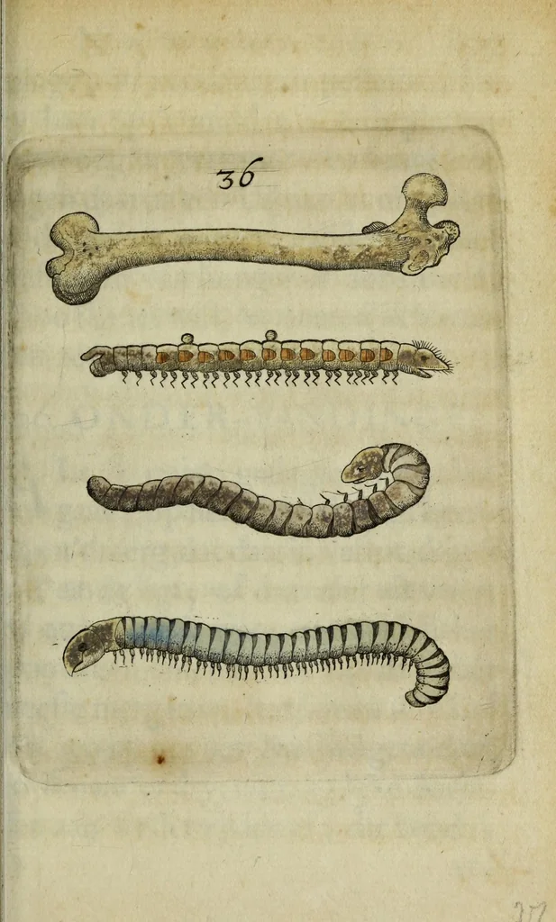 An illustration from Metamorphosis naturalis, ofte Historische beschryvinghe van den oirspronk, aerd, eygenschappen ende vreemde veranderinghen der wormen, rupsen, maeden, vliegen, witjens, byen, motten ende dierghelijcke dierkens meer; niet uyt eenighe boecken, maer alleenelijck door eygen ervarentheyd uytgevonden, beschreven, en na da konst afgeteyckent, 1662, leaf 265