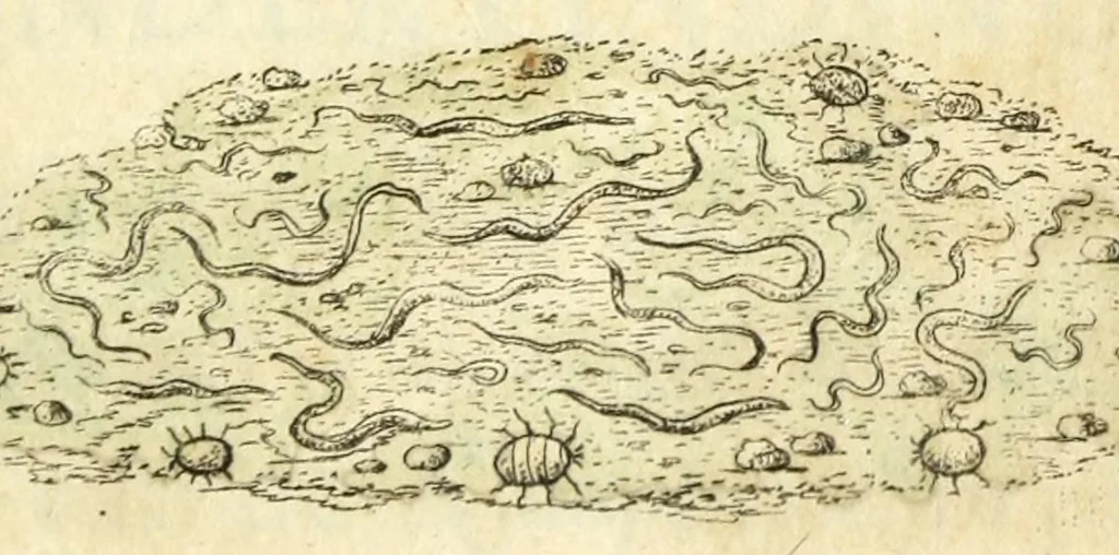 An illustration from Metamorphosis naturalis, ofte Historische beschryvinghe van den oirspronk, aerd, eygenschappen ende vreemde veranderinghen der wormen, rupsen, maeden, vliegen, witjens, byen, motten ende dierghelijcke dierkens meer; niet uyt eenighe boecken, maer alleenelijck door eygen ervarentheyd uytgevonden, beschreven, en na da konst afgeteyckent, 1662, leaf 415
