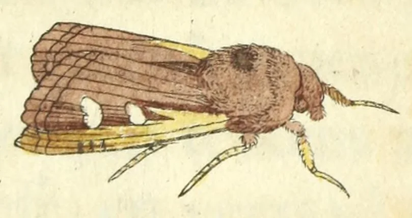 An illustration from Metamorphosis naturalis, ofte Historische beschryvinghe van den oirspronk, aerd, eygenschappen ende vreemde veranderinghen der wormen, rupsen, maeden, vliegen, witjens, byen, motten ende dierghelijcke dierkens meer; niet uyt eenighe boecken, maer alleenelijck door eygen ervarentheyd uytgevonden, beschreven, en na da konst afgeteyckent, 1662, leaf 433