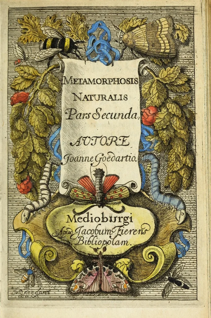 An illustration from Metamorphosis naturalis, ofte Historische beschryvinghe van den oirspronk, aerd, eygenschappen ende vreemde veranderinghen der wormen, rupsen, maeden, vliegen, witjens, byen, motten ende dierghelijcke dierkens meer; niet uyt eenighe boecken, maer alleenelijck door eygen ervarentheyd uytgevonden, beschreven, en na da konst afgeteyckent, 1662, leaf 7
