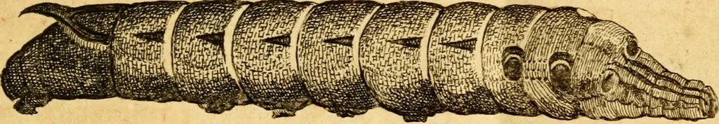 An illustration from Metamorphosis naturalis, ofte Historische beschryvinghe van den oirspronk, aerd, eygenschappen ende vreemde veranderinghen der wormen, rupsen, maeden, vliegen, witjens, byen, motten ende dierghelijcke dierkens meer; niet uyt eenighe boecken, maer alleenelijck door eygen ervarentheyd uytgevonden, beschreven, en na da konst afgeteyckent, 1662, leaf 106