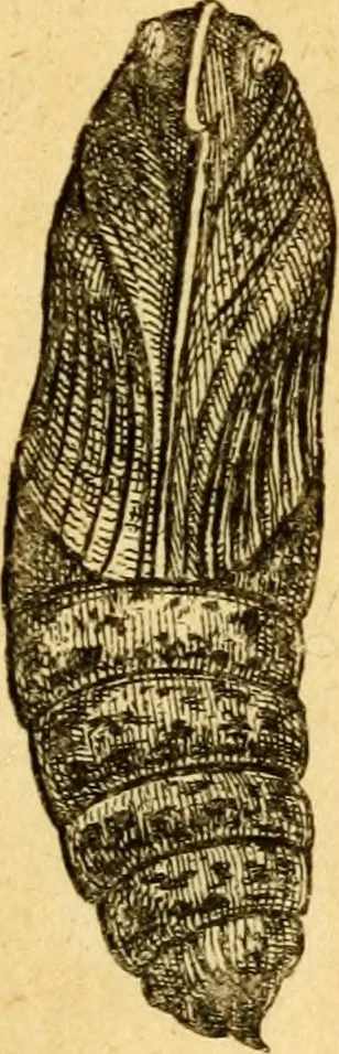 An illustration from Metamorphosis naturalis, ofte Historische beschryvinghe van den oirspronk, aerd, eygenschappen ende vreemde veranderinghen der wormen, rupsen, maeden, vliegen, witjens, byen, motten ende dierghelijcke dierkens meer; niet uyt eenighe boecken, maer alleenelijck door eygen ervarentheyd uytgevonden, beschreven, en na da konst afgeteyckent, 1662, leaf 106