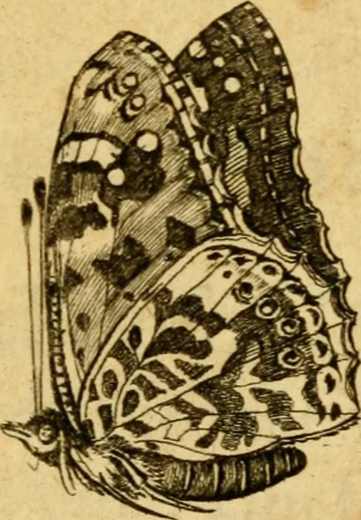 An illustration from Metamorphosis naturalis, ofte Historische beschryvinghe van den oirspronk, aerd, eygenschappen ende vreemde veranderinghen der wormen, rupsen, maeden, vliegen, witjens, byen, motten ende dierghelijcke dierkens meer; niet uyt eenighe boecken, maer alleenelijck door eygen ervarentheyd uytgevonden, beschreven, en na da konst afgeteyckent, 1662, leaf 22