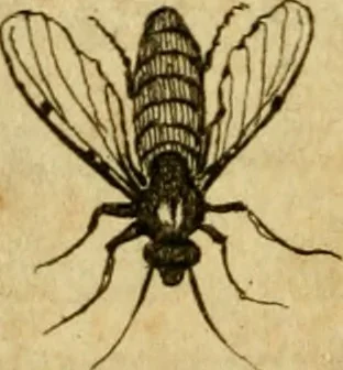 An illustration from Metamorphosis naturalis, ofte Historische beschryvinghe van den oirspronk, aerd, eygenschappen ende vreemde veranderinghen der wormen, rupsen, maeden, vliegen, witjens, byen, motten ende dierghelijcke dierkens meer; niet uyt eenighe boecken, maer alleenelijck door eygen ervarentheyd uytgevonden, beschreven, en na da konst afgeteyckent, 1662, leaf 27
