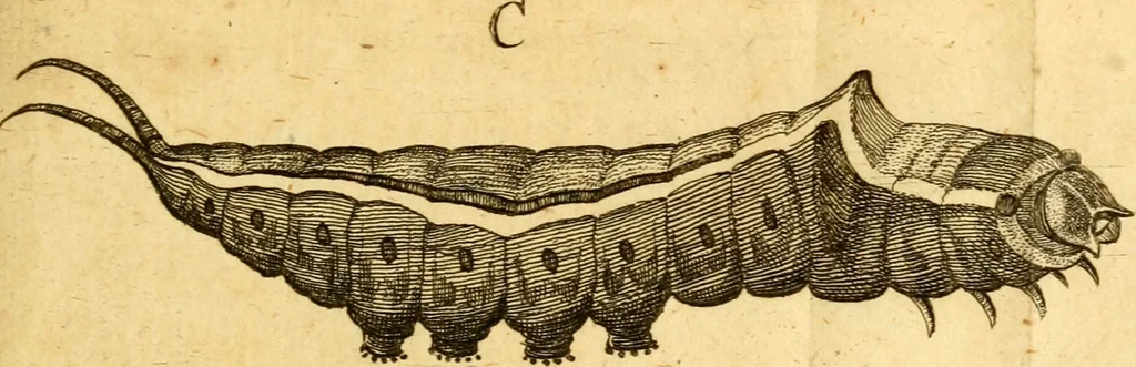 An illustration from Metamorphosis naturalis, ofte Historische beschryvinghe van den oirspronk, aerd, eygenschappen ende vreemde veranderinghen der wormen, rupsen, maeden, vliegen, witjens, byen, motten ende dierghelijcke dierkens meer; niet uyt eenighe boecken, maer alleenelijck door eygen ervarentheyd uytgevonden, beschreven, en na da konst afgeteyckent, 1662, leaf 30