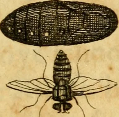 An illustration from Metamorphosis naturalis, ofte Historische beschryvinghe van den oirspronk, aerd, eygenschappen ende vreemde veranderinghen der wormen, rupsen, maeden, vliegen, witjens, byen, motten ende dierghelijcke dierkens meer; niet uyt eenighe boecken, maer alleenelijck door eygen ervarentheyd uytgevonden, beschreven, en na da konst afgeteyckent, 1662, leaf 34