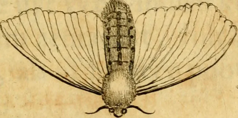 An illustration from Metamorphosis naturalis, ofte Historische beschryvinghe van den oirspronk, aerd, eygenschappen ende vreemde veranderinghen der wormen, rupsen, maeden, vliegen, witjens, byen, motten ende dierghelijcke dierkens meer; niet uyt eenighe boecken, maer alleenelijck door eygen ervarentheyd uytgevonden, beschreven, en na da konst afgeteyckent, 1662, leaf 34