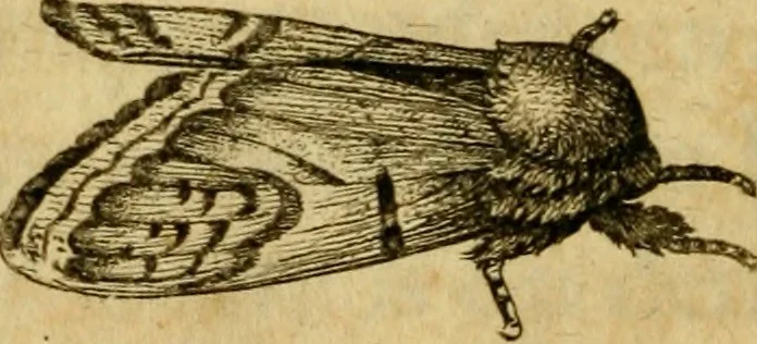 An illustration from Metamorphosis naturalis, ofte Historische beschryvinghe van den oirspronk, aerd, eygenschappen ende vreemde veranderinghen der wormen, rupsen, maeden, vliegen, witjens, byen, motten ende dierghelijcke dierkens meer; niet uyt eenighe boecken, maer alleenelijck door eygen ervarentheyd uytgevonden, beschreven, en na da konst afgeteyckent, 1662, leaf 39