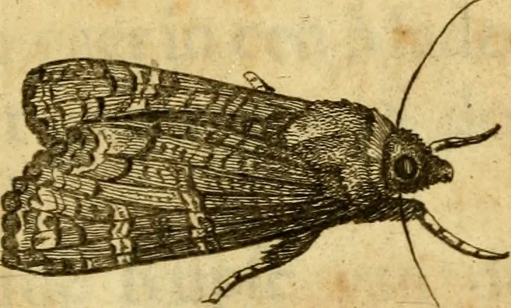 An illustration from Metamorphosis naturalis, ofte Historische beschryvinghe van den oirspronk, aerd, eygenschappen ende vreemde veranderinghen der wormen, rupsen, maeden, vliegen, witjens, byen, motten ende dierghelijcke dierkens meer; niet uyt eenighe boecken, maer alleenelijck door eygen ervarentheyd uytgevonden, beschreven, en na da konst afgeteyckent, 1662, leaf 42