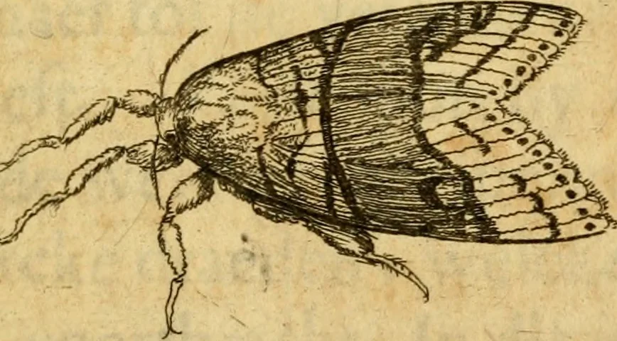 An illustration from Metamorphosis naturalis, ofte Historische beschryvinghe van den oirspronk, aerd, eygenschappen ende vreemde veranderinghen der wormen, rupsen, maeden, vliegen, witjens, byen, motten ende dierghelijcke dierkens meer; niet uyt eenighe boecken, maer alleenelijck door eygen ervarentheyd uytgevonden, beschreven, en na da konst afgeteyckent, 1662, leaf 46