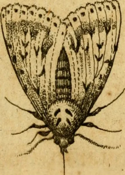 An illustration from Metamorphosis naturalis, ofte Historische beschryvinghe van den oirspronk, aerd, eygenschappen ende vreemde veranderinghen der wormen, rupsen, maeden, vliegen, witjens, byen, motten ende dierghelijcke dierkens meer; niet uyt eenighe boecken, maer alleenelijck door eygen ervarentheyd uytgevonden, beschreven, en na da konst afgeteyckent, 1662, leaf 50