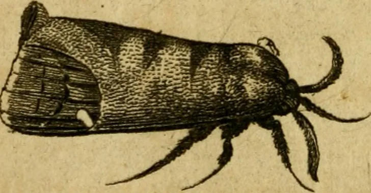 An illustration from Metamorphosis naturalis, ofte Historische beschryvinghe van den oirspronk, aerd, eygenschappen ende vreemde veranderinghen der wormen, rupsen, maeden, vliegen, witjens, byen, motten ende dierghelijcke dierkens meer; niet uyt eenighe boecken, maer alleenelijck door eygen ervarentheyd uytgevonden, beschreven, en na da konst afgeteyckent, 1662, leaf 53