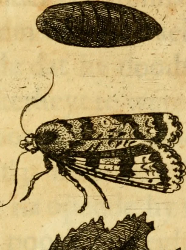 An illustration from Metamorphosis naturalis, ofte Historische beschryvinghe van den oirspronk, aerd, eygenschappen ende vreemde veranderinghen der wormen, rupsen, maeden, vliegen, witjens, byen, motten ende dierghelijcke dierkens meer; niet uyt eenighe boecken, maer alleenelijck door eygen ervarentheyd uytgevonden, beschreven, en na da konst afgeteyckent, 1662, leaf 60