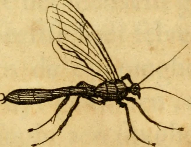 An illustration from Metamorphosis naturalis, ofte Historische beschryvinghe van den oirspronk, aerd, eygenschappen ende vreemde veranderinghen der wormen, rupsen, maeden, vliegen, witjens, byen, motten ende dierghelijcke dierkens meer; niet uyt eenighe boecken, maer alleenelijck door eygen ervarentheyd uytgevonden, beschreven, en na da konst afgeteyckent, 1662, leaf 68