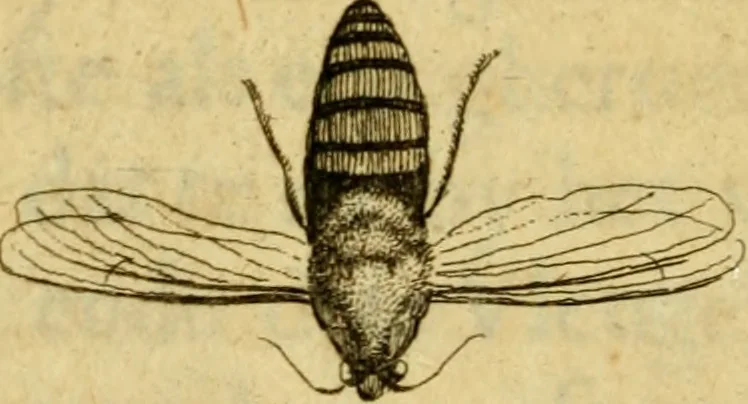 An illustration from Metamorphosis naturalis, ofte Historische beschryvinghe van den oirspronk, aerd, eygenschappen ende vreemde veranderinghen der wormen, rupsen, maeden, vliegen, witjens, byen, motten ende dierghelijcke dierkens meer; niet uyt eenighe boecken, maer alleenelijck door eygen ervarentheyd uytgevonden, beschreven, en na da konst afgeteyckent, 1662, leaf 79