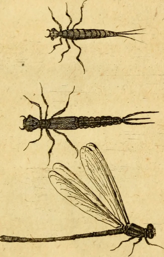 An illustration from Metamorphosis naturalis, ofte Historische beschryvinghe van den oirspronk, aerd, eygenschappen ende vreemde veranderinghen der wormen, rupsen, maeden, vliegen, witjens, byen, motten ende dierghelijcke dierkens meer; niet uyt eenighe boecken, maer alleenelijck door eygen ervarentheyd uytgevonden, beschreven, en na da konst afgeteyckent, 1662, leaf 84