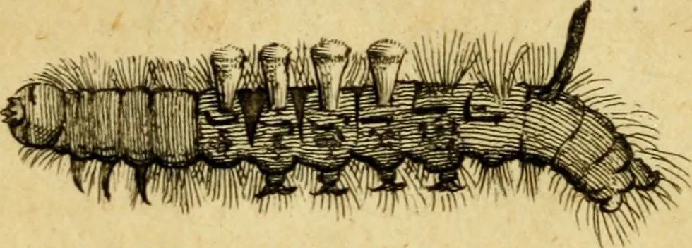 An illustration from Metamorphosis naturalis, ofte Historische beschryvinghe van den oirspronk, aerd, eygenschappen ende vreemde veranderinghen der wormen, rupsen, maeden, vliegen, witjens, byen, motten ende dierghelijcke dierkens meer; niet uyt eenighe boecken, maer alleenelijck door eygen ervarentheyd uytgevonden, beschreven, en na da konst afgeteyckent, 1662, leaf 87