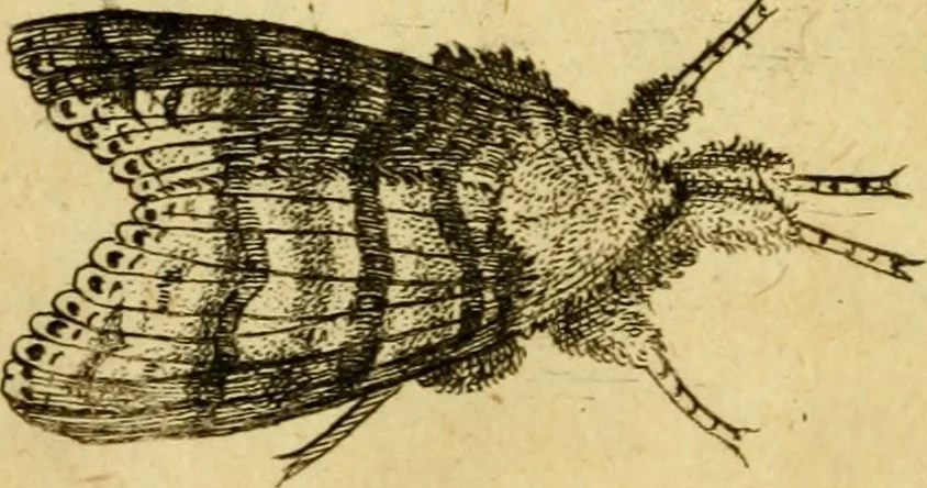 An illustration from Metamorphosis naturalis, ofte Historische beschryvinghe van den oirspronk, aerd, eygenschappen ende vreemde veranderinghen der wormen, rupsen, maeden, vliegen, witjens, byen, motten ende dierghelijcke dierkens meer; niet uyt eenighe boecken, maer alleenelijck door eygen ervarentheyd uytgevonden, beschreven, en na da konst afgeteyckent, 1662, leaf 87