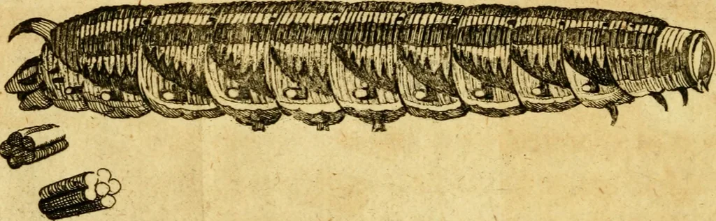 An illustration from Metamorphosis naturalis, ofte Historische beschryvinghe van den oirspronk, aerd, eygenschappen ende vreemde veranderinghen der wormen, rupsen, maeden, vliegen, witjens, byen, motten ende dierghelijcke dierkens meer; niet uyt eenighe boecken, maer alleenelijck door eygen ervarentheyd uytgevonden, beschreven, en na da konst afgeteyckent, 1662, leaf 91