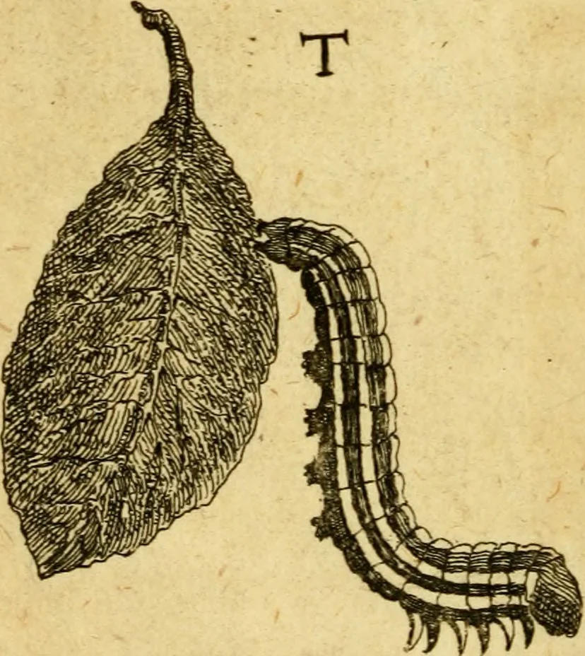 An illustration from Metamorphosis naturalis, ofte Historische beschryvinghe van den oirspronk, aerd, eygenschappen ende vreemde veranderinghen der wormen, rupsen, maeden, vliegen, witjens, byen, motten ende dierghelijcke dierkens meer; niet uyt eenighe boecken, maer alleenelijck door eygen ervarentheyd uytgevonden, beschreven, en na da konst afgeteyckent, 1662, leaf 91