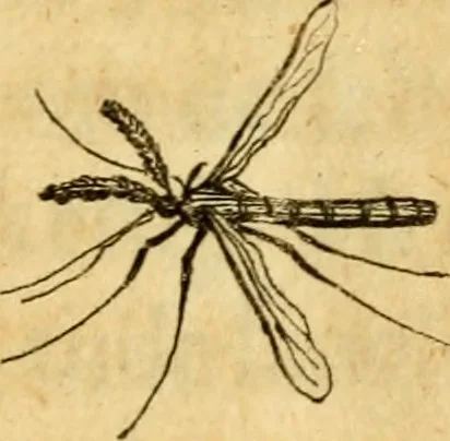 An illustration from Metamorphosis naturalis, ofte Historische beschryvinghe van den oirspronk, aerd, eygenschappen ende vreemde veranderinghen der wormen, rupsen, maeden, vliegen, witjens, byen, motten ende dierghelijcke dierkens meer; niet uyt eenighe boecken, maer alleenelijck door eygen ervarentheyd uytgevonden, beschreven, en na da konst afgeteyckent, 1662, leaf 98