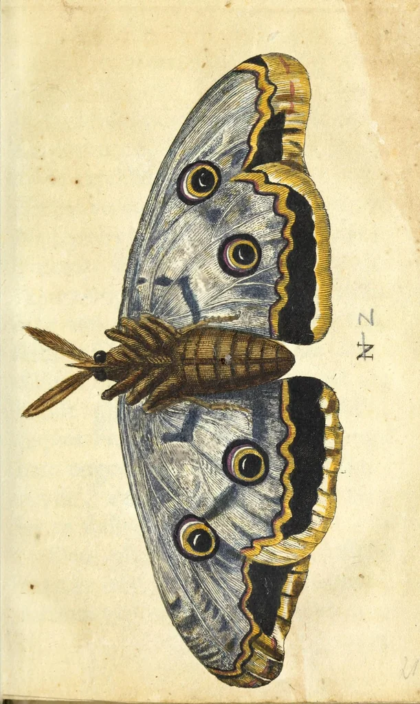 An illustration from Metamorphosis naturalis, ofte Historische beschryvinghe van den oirspronk, aerd, eygenschappen ende vreemde veranderinghen der wormen, rupsen, maeden, vliegen, witjens, byen, motten ende dierghelijcke dierkens meer; niet uyt eenighe boecken, maer alleenelijck door eygen ervarentheyd uytgevonden, beschreven, en na da konst afgeteyckent, 1662, leaf 117