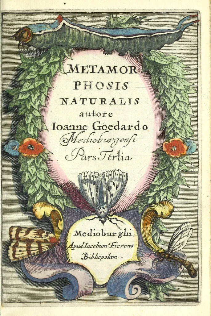 An illustration from Metamorphosis naturalis, ofte Historische beschryvinghe van den oirspronk, aerd, eygenschappen ende vreemde veranderinghen der wormen, rupsen, maeden, vliegen, witjens, byen, motten ende dierghelijcke dierkens meer; niet uyt eenighe boecken, maer alleenelijck door eygen ervarentheyd uytgevonden, beschreven, en na da konst afgeteyckent, 1662, leaf 5