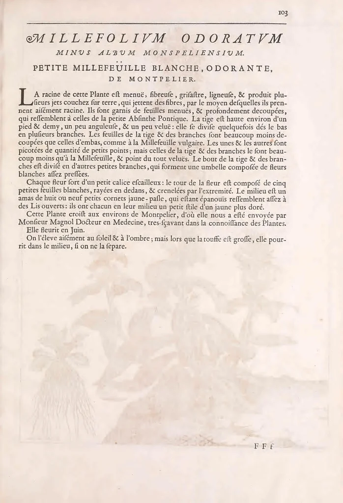 An illustration from Mémoires pour servir à l'histoire des plantes, 1676, leaf 115