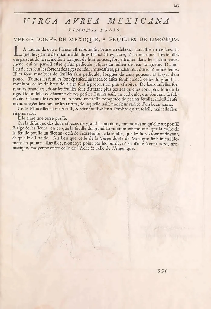 An illustration from Mémoires pour servir à l'histoire des plantes, 1676, leaf 139