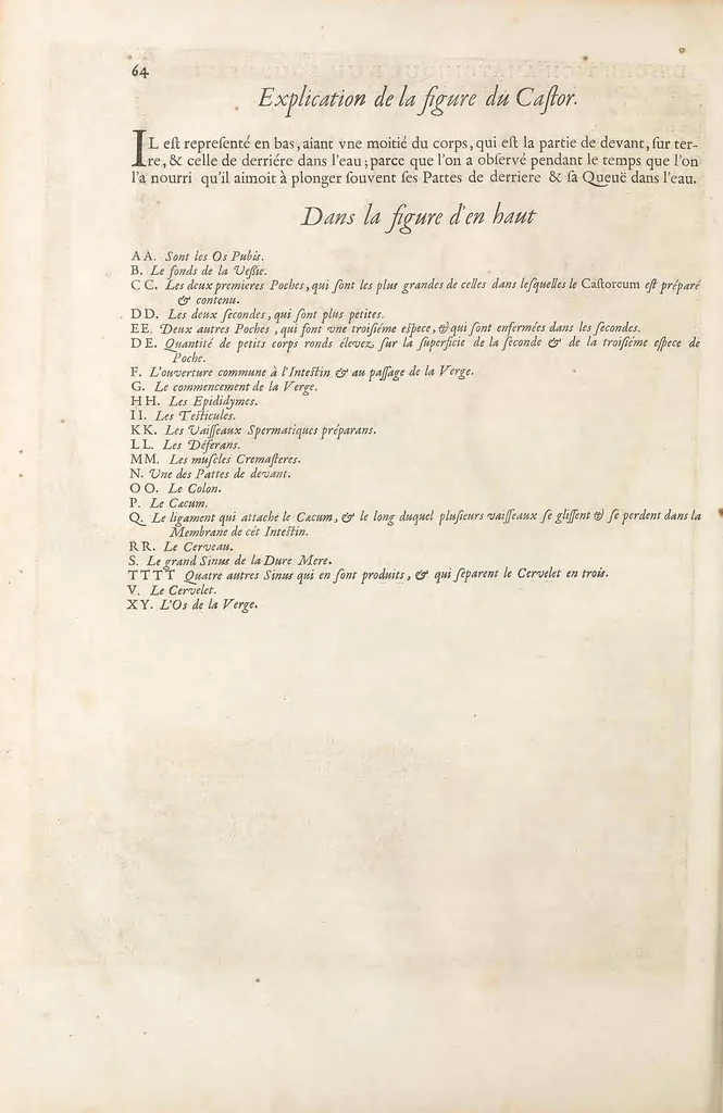 An illustration from Mémoires pour servir à l'histoire naturelle des animaux, 1676, leaf 104