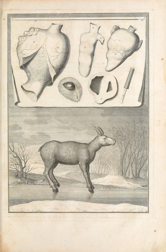 An illustration from Mémoires pour servir à l'histoire naturelle des animaux, 1676, leaf 129
