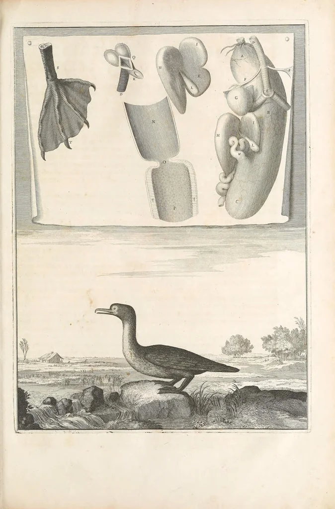An illustration from Mémoires pour servir à l'histoire naturelle des animaux, 1676, leaf 157