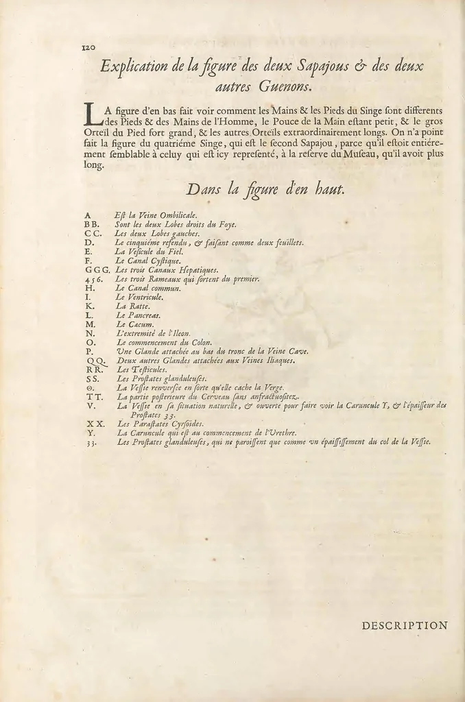 An illustration from Mémoires pour servir à l'histoire naturelle des animaux, 1676, leaf 180