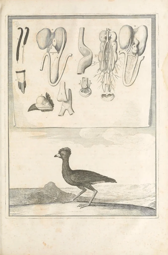 An illustration from Mémoires pour servir à l'histoire naturelle des animaux, 1676, leaf 215