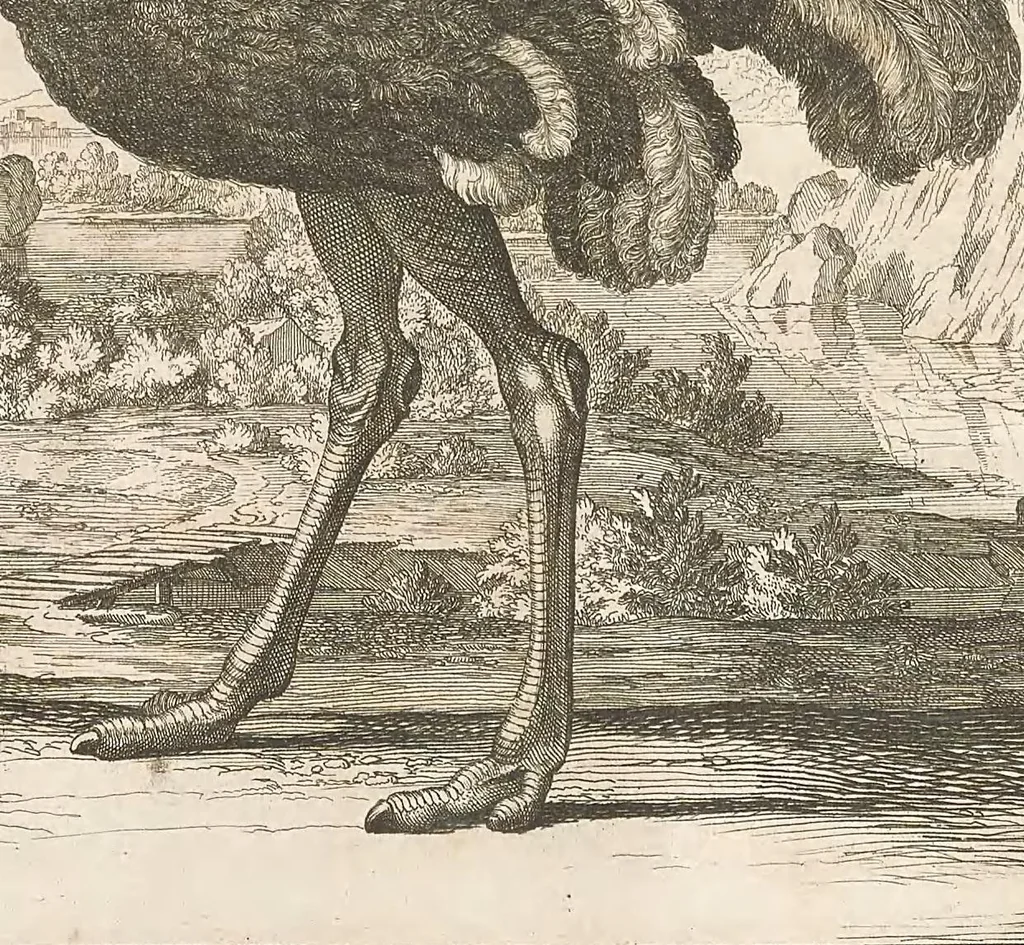 An illustration from Mémoires pour servir à l'histoire naturelle des animaux, 1676, leaf 239