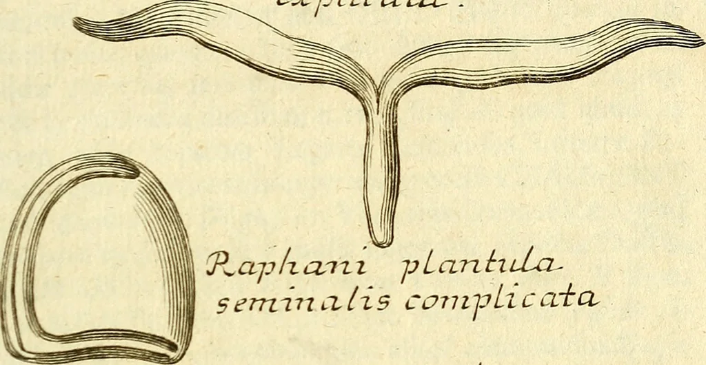 An illustration from Michaelis Bernhardi Valentini prof. medici ... Polychresta exotica in curandis affectibus contumacissimis probatissima ... : ut et nova herniarum cura. Accedunt seorsim olim editae ... Dissertationes epistolicae varii argumenti .., 1700, leaf 140