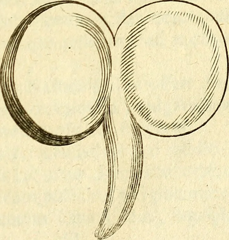 An illustration from Michaelis Bernhardi Valentini prof. medici ... Polychresta exotica in curandis affectibus contumacissimis probatissima ... : ut et nova herniarum cura. Accedunt seorsim olim editae ... Dissertationes epistolicae varii argumenti .., 1700, leaf 140