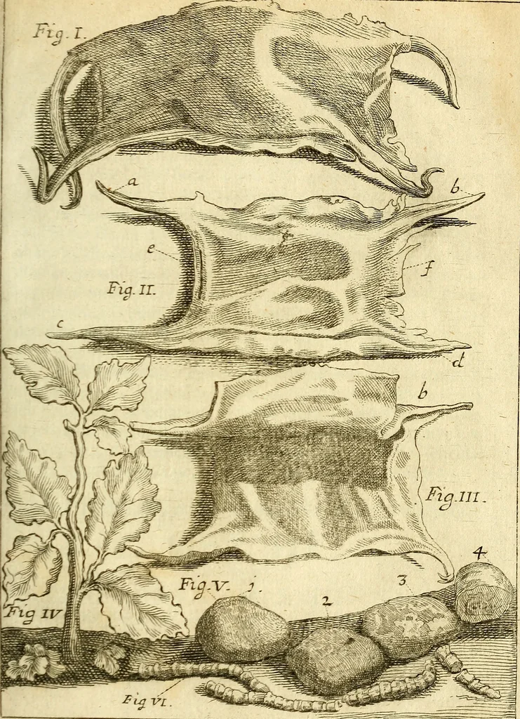 An illustration from Michaelis Bernhardi Valentini prof. medici ... Polychresta exotica in curandis affectibus contumacissimis probatissima ... : ut et nova herniarum cura. Accedunt seorsim olim editae ... Dissertationes epistolicae varii argumenti .., 1700, leaf 18